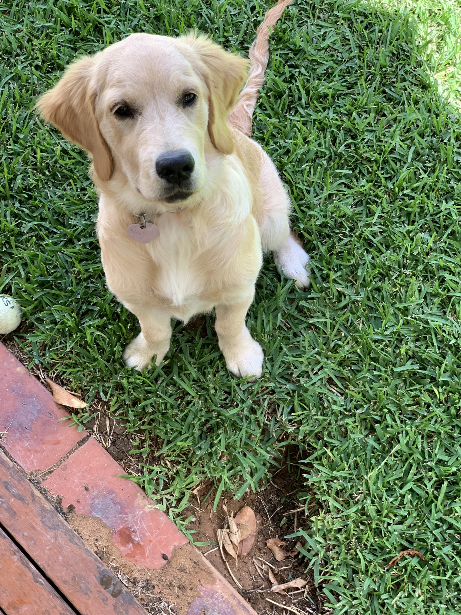 Dog shoes store to stop digging