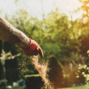 Fertilising Instant Turf